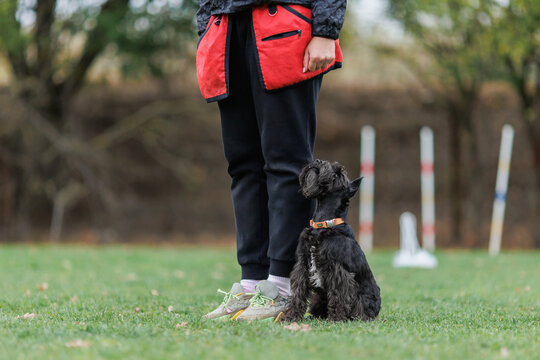 is a miniature Schnauzer dog engaged in obedience