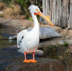 Pelican birds with their white wings