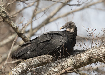Black vulture sitting on a tree