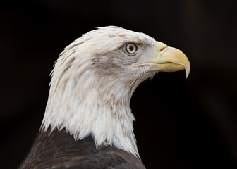 Bald eagle perching and staring