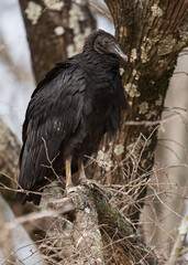 Fototapeta premium Black vulture sitting on a tree