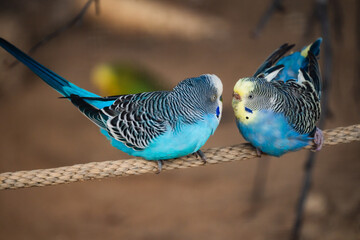blue bird on a branch kissing