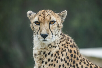 Fototapeta premium portrait of a cheetah