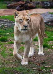 Lion and Lioness at a jungle