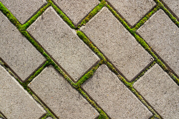 Closeup of a gray concrete cobblestone pavement with green moss between the cobblestones, top view