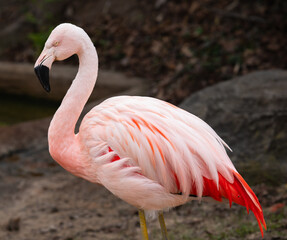 Flamingo in a black backdrop