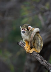 Commio Squirrel monkey on a tree