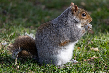 Fat squirrel eating 