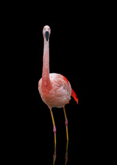 Flamingo in a black backdrop
