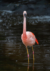 Flamingo in a black backdrop