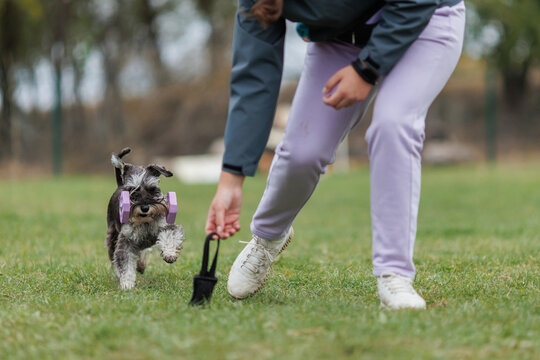 is a miniature Schnauzer dog engaged in obedience