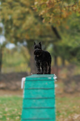 Miniature Schnauzer dog on agility