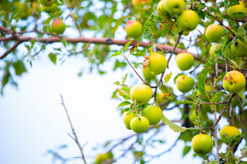 Harvest of apples on a plantation in the garden. Fruit trees with apples. Ripe fruits on the branches of a tree. Gardening in agriculture.