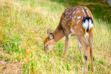 Beautiful sika deer in the autumn forest against the background of colorful foliage of trees. The deer looks to the sides and chews the grass. Fabulous forest autumn landscape with wild animals.
