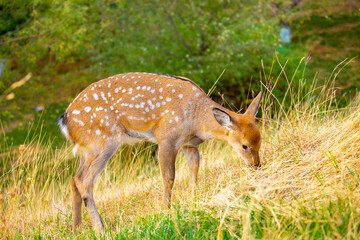 Beautiful sika deer in the autumn forest against the background of colorful foliage of trees. The deer looks to the sides and chews the grass. Fabulous forest autumn landscape with wild animals.