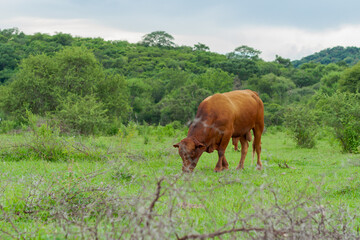 Bull grazing in the open field in northern Argentina. Wiring. Province of Jujuy. South America.