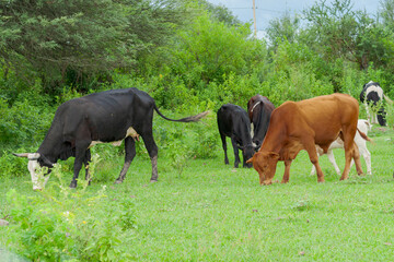 Cow and calf grazing in the open field in northern Argentina. Province of Jujuy. South America.