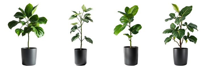 Collection of various fiddle leaf fig plants in pots isolated on transparent background.