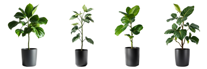 Collection of various fiddle leaf fig plants in pots isolated on transparent background.