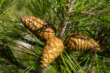 Cones of pine tree - Pinus halepensis