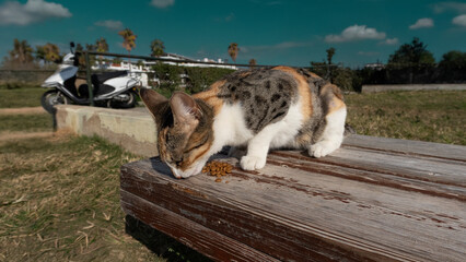 A colorful cat stands on a bench in the summer and eats food