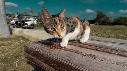 A colorful cat stands on a bench in the summer and eats food