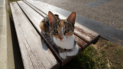 A beautiful multicolored outdoor cat lies on a bench and looks at the camera
