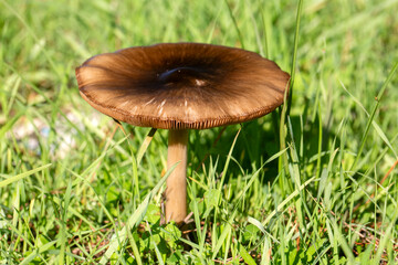 Volvopluteus gloiocephalus mushroom grows in a garden. The big sheath mushroom (Volvopluteus gloiocephalus) is an edible mushroom