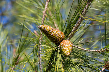 Cones of pine tree - Pinus halepensis