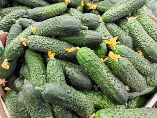 bumpy and smooth cucumbers lie in a box in a store