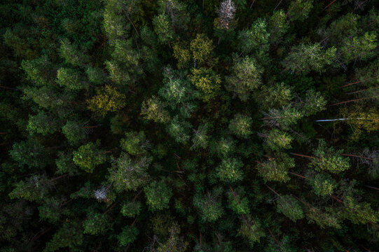 Wind farm in Scandinavia producing renewable wind energy. Finland