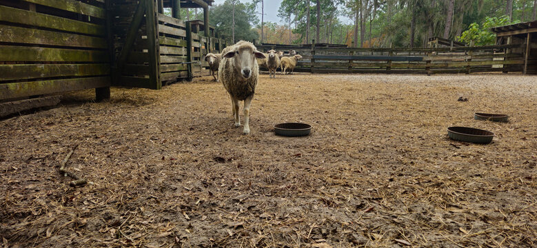 A sheep looking at me in his pen 