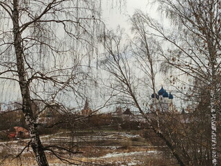 Young birch trees at the old monastery