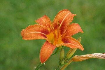 Fototapeta premium orange lily flower