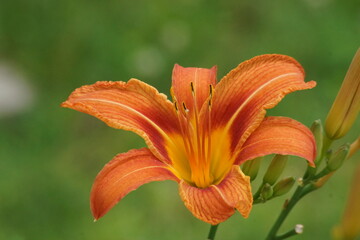 orange lily in the garden