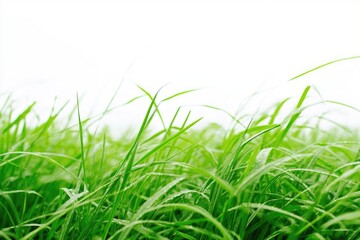 Obraz premium Lush green grass under a clear blue sky, ideal for outdoor activities or landscape photography