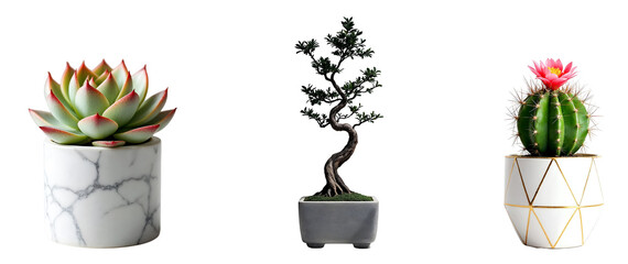 Collection of various indoor plant in pots isolated on transparent background.