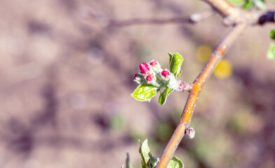 Blooming apple tree in spring. White and pink flowers on a branch on a sunny day