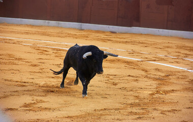 A bull faces a matador in an arena; the matador holds a vibrant pink and yellow cape, positioned to...