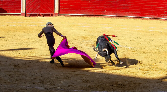The matador's assistant provokes the fierce bull, skillfully taunting it with the muleta. Gazes clash in a dangerous dance, revealing tension and emotions in an epic duel between man and beast.