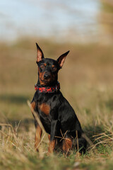 A dog of the Zwergpinscher breed runs in the park