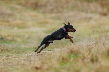 A dog of the Zwergpinscher breed runs in the park