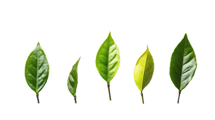 Fototapeta premium green leaves isolated on white background