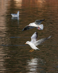 Two White Seagulls are Spectacularly Landing on the Water Surface while Being Watched by a Third One from the Background