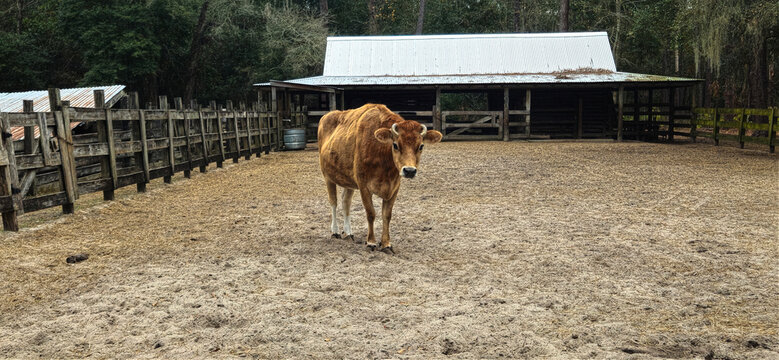 A single cow at a farm in his pen 