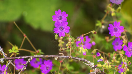 Geranium sylvaticum, the wood cranesbill