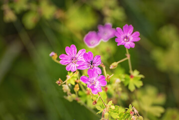 Geranium sylvaticum, woodland geranium. Wildflowers