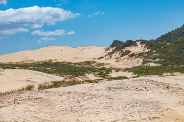 vegetação e dunas da praia da Joaquina Florianópolis SC Brasil