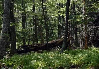Printed roller blinds Fallen tree in forest with ferns in foreground