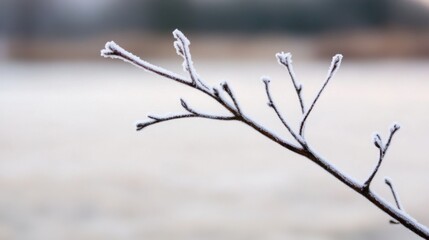 Obraz premium Frosty twig with delicate ice crystals on branches against blurred background.